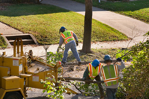 Best Stump Grinding and Removal  in Sulphur Springs, AR