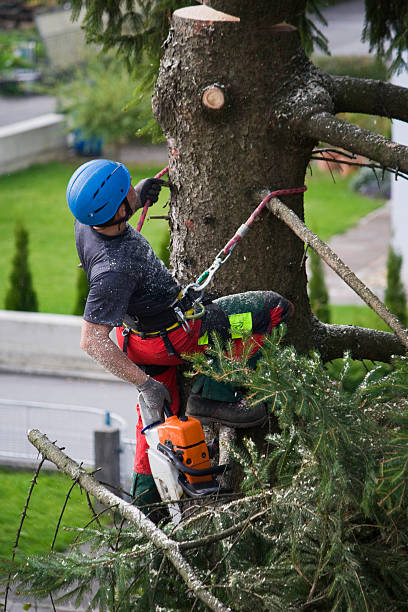 How Our Tree Care Process Works  in  Sulphur Springs, AR