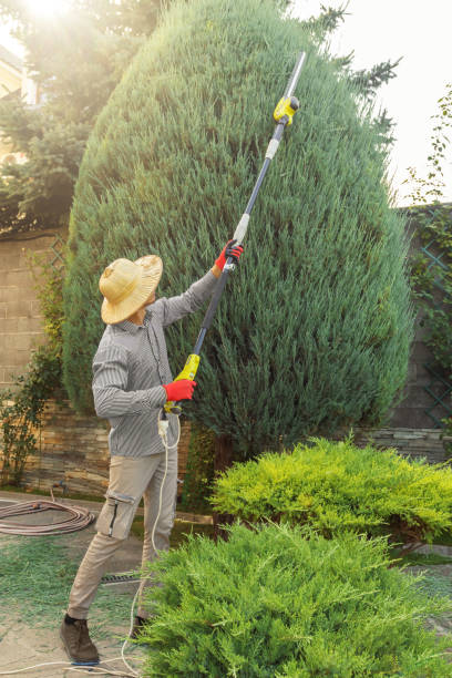 Best Tree Preservation Services  in Sulphur Springs, AR