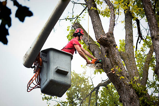 Best Tree Health Inspection  in Sulphur Springs, AR